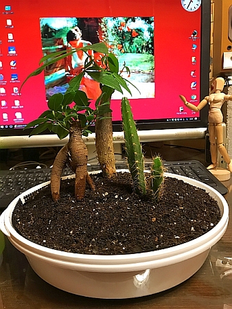 ジオラマ盆栽